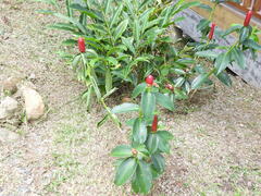 Costus woodsonii