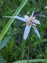 Rhynchospora colorata