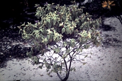 Solanum crassitomentosum