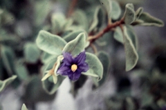 Solanum crassitomentosum