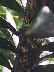 Nipaecoccus aurilanatus