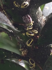 Nipaecoccus aurilanatus