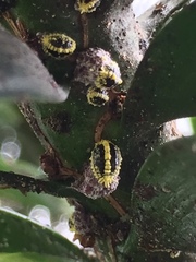 Nipaecoccus aurilanatus