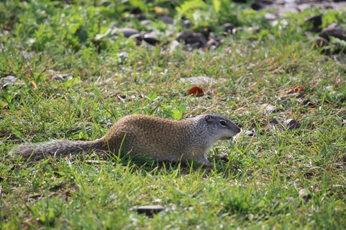 Franklin's Ground Squirrel