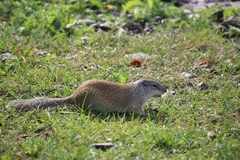 Franklin's Ground Squirrel photo 3