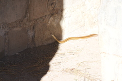 Salvadora intermedia