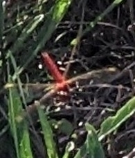 Crocothemis servilia