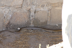 Salvadora intermedia