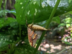 Xylophanes chiron