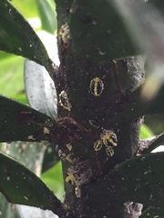 Nipaecoccus aurilanatus