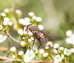 Scaptia patula