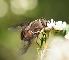 Scaptia patula