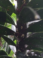 Nipaecoccus aurilanatus