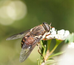 Scaptia patula