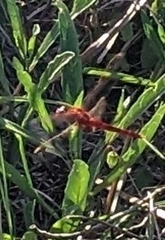 Crocothemis servilia