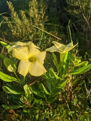 Pentalinon luteum