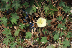 Camonea vitifolia