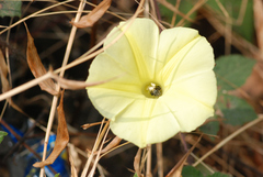 Camonea vitifolia