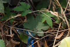Camonea vitifolia