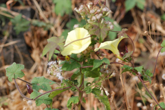 Camonea vitifolia