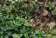 Alternanthera sessilis