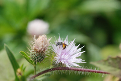 Halictus latisignatus
