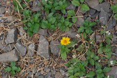 Sphagneticola trilobata