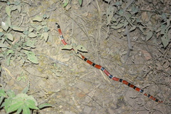 Micrurus nigrocinctus