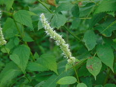 Agastache scrophulariifolia