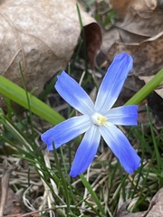 Scilla luciliae