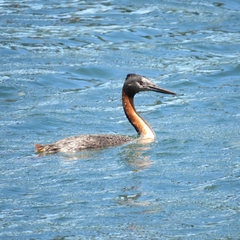 Podiceps major