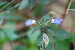 Cynarospermum asperrimum