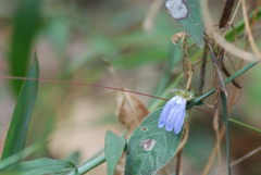 Cynarospermum asperrimum