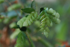 Flemingia strobilifera