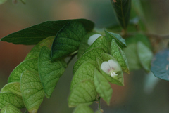 Flemingia strobilifera