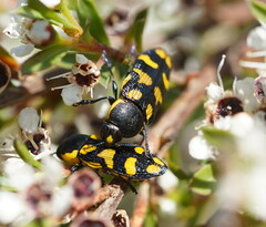 Castiarina octospilota