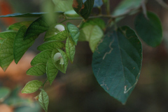 Flemingia strobilifera