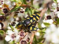 Castiarina octospilota