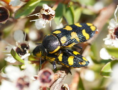 Castiarina octospilota