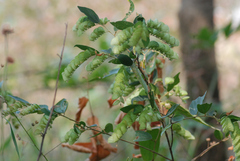 Flemingia strobilifera