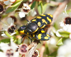 Castiarina octospilota