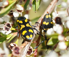 Castiarina octospilota