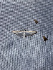 Leuciris
