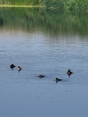 Aythya affinis