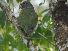 Pionus senilis