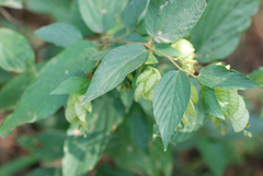 Flemingia strobilifera