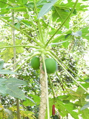 Carica papaya image