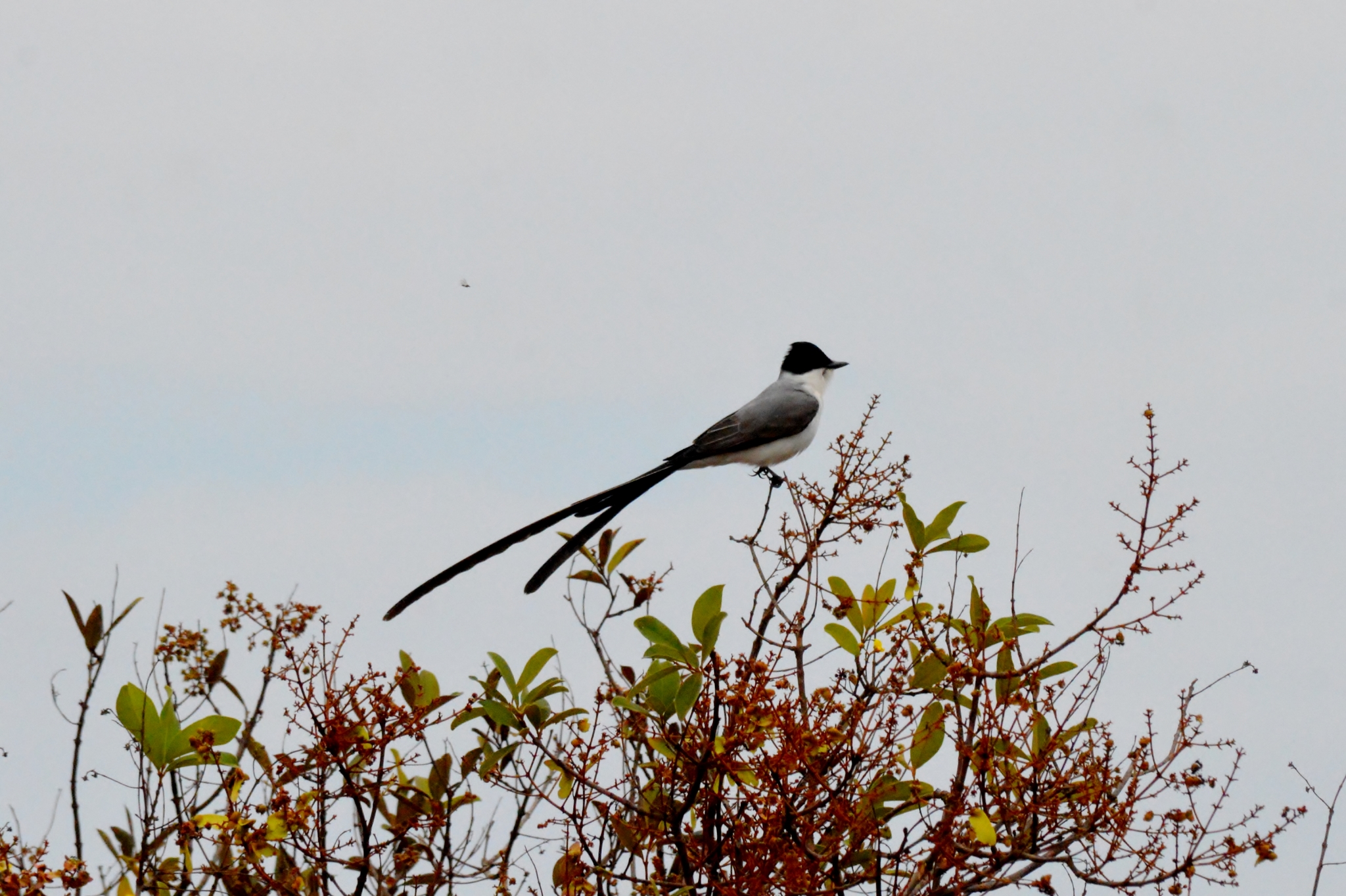 Tyrannus savana savana
