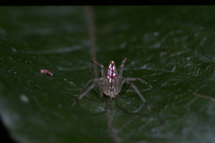 Thwaitesia margaritifera