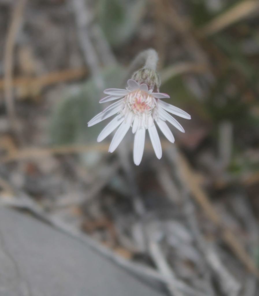 Chaptalia hololeuca